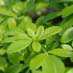 Choisya Ternata Mexican Orange Blossom Shrub - Fragrant White Flowers - Live Plant - Image 3