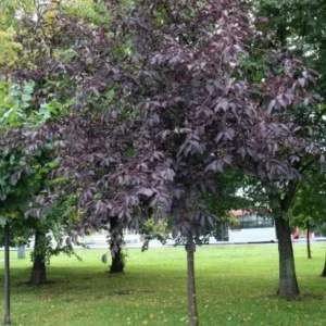 Chokecherry 'Canadian Red' Live Plant – 2.5