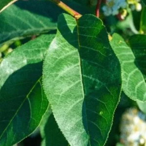 Chokecherry 'Canadian Red' Live Plant – 2.5