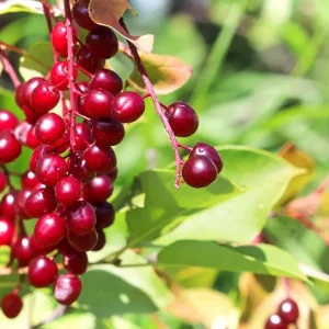 Chokecherry 'Canadian Red' Live Plant – 2.5