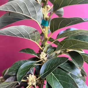 Choquette Avocado Tree - Live Grafted Plant, 3 Gallon Pot, Outdoor Fruit - Image 10