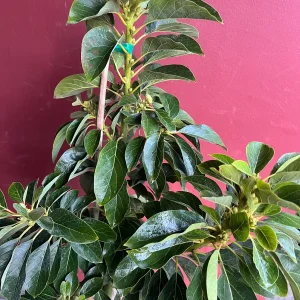 Choquette Avocado Tree - Live Grafted Plant, 3 Gallon Pot, Outdoor Fruit - Image 3