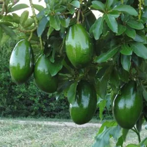 Choquette Avocado Tree - Live Grafted Plant, 3 Gallon Pot, Outdoor Fruit - Image 1