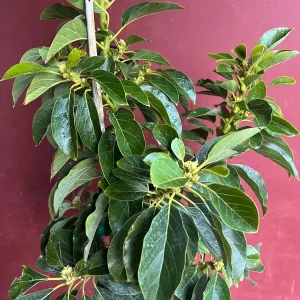 Choquette Avocado Tree - Live Grafted Plant, 3 Gallon Pot, Outdoor Fruit - Image 5