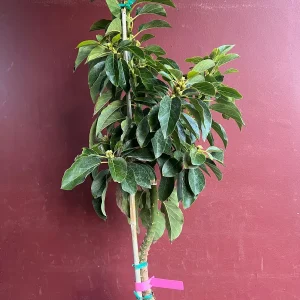 Choquette Avocado Tree - Live Grafted Plant, 3 Gallon Pot, Outdoor Fruit - Image 7
