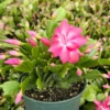 Christmas Cactus Live Plant - Flowering Houseplant - 2, 4, 6 inch Pot - Image 1