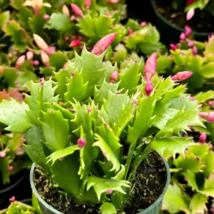 Christmas Cactus Live Plant - Flowering Houseplant - 2, 4, 6 inch Pot - Image 2