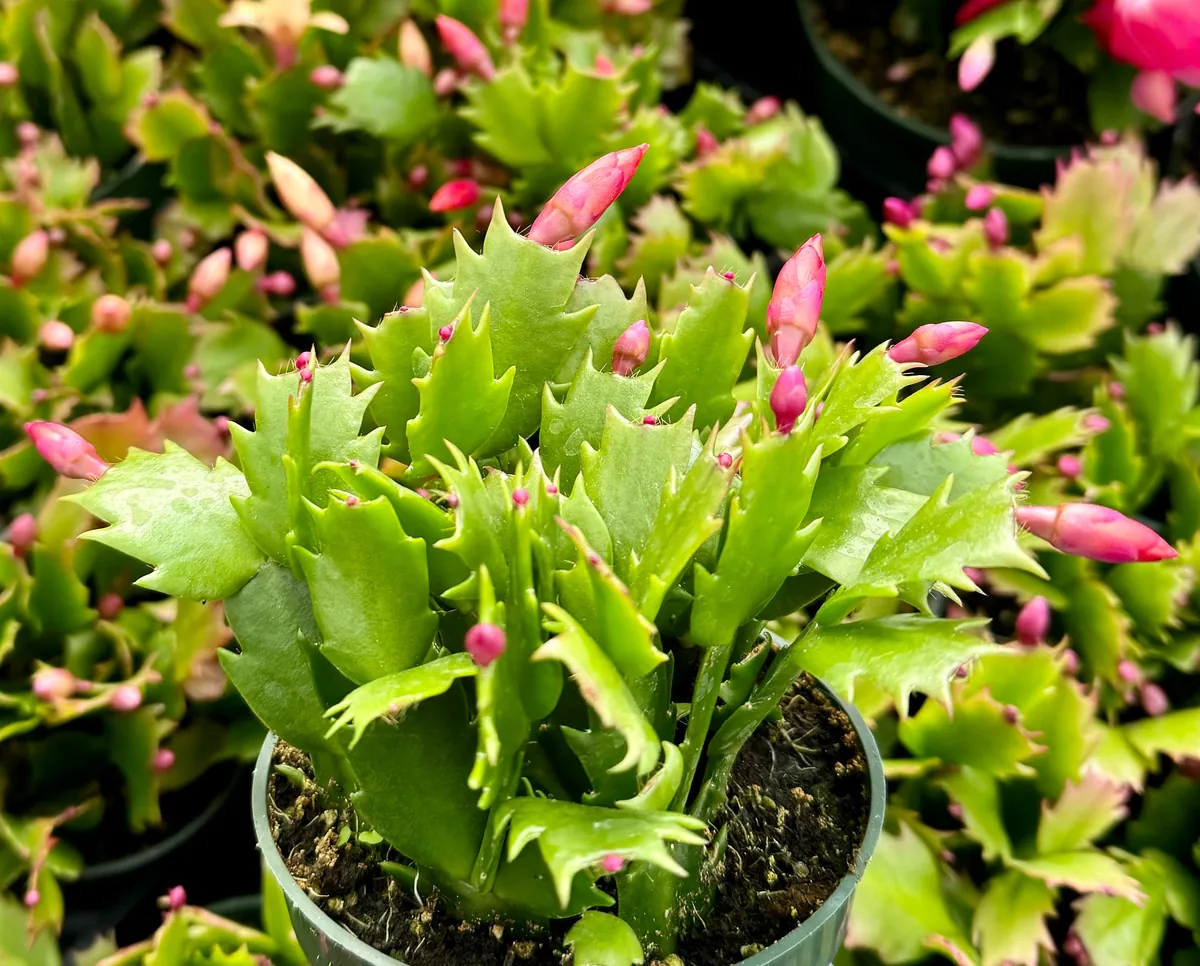 Christmas Cactus Live Plant - Flowering Houseplant - 2, 4, 6 inch Pot - Image 2