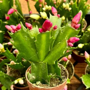 Christmas Cactus Live Plant - Flowering Houseplant - 2, 4, 6 inch Pot - Image 3