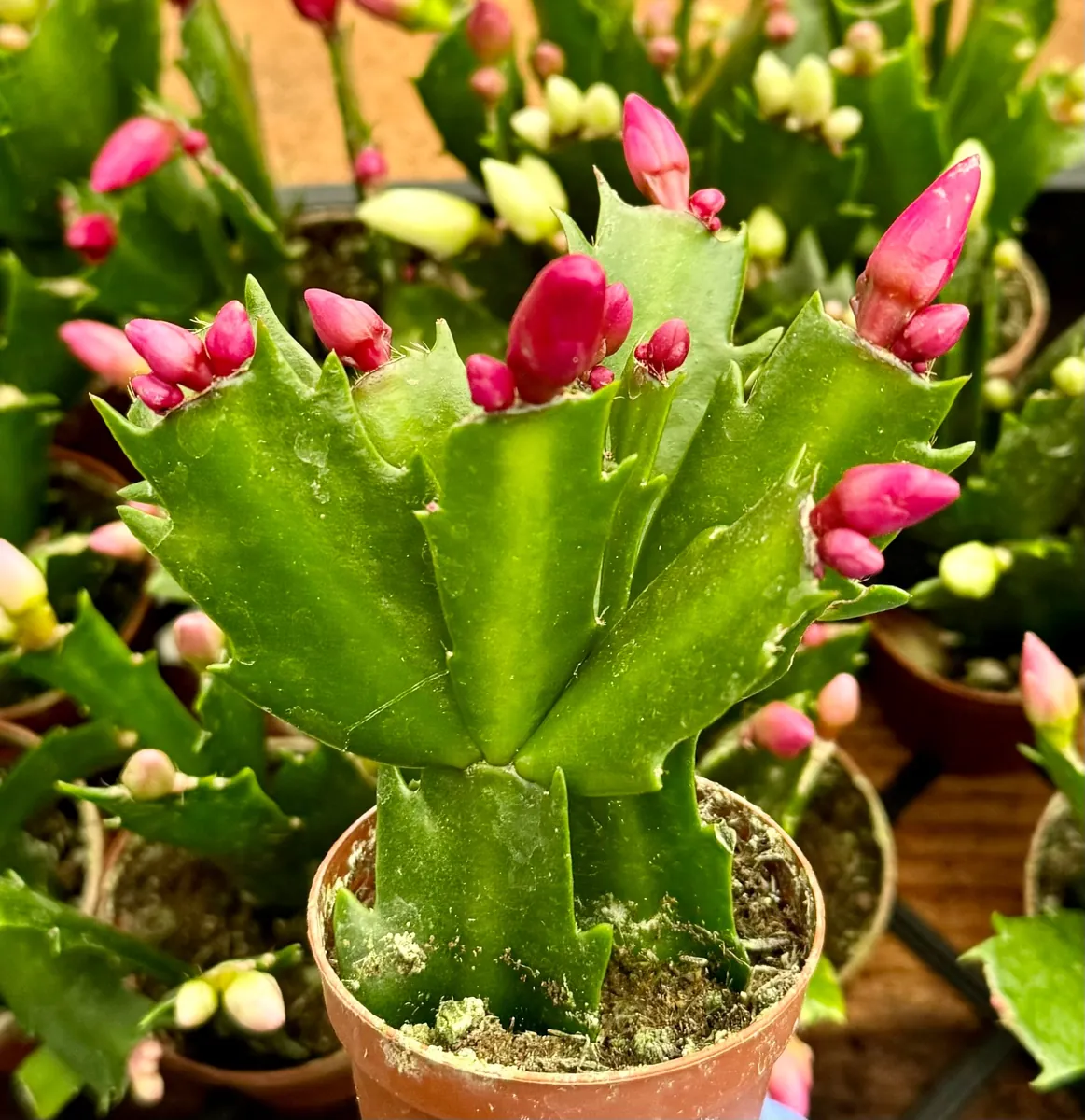 Christmas Cactus Live Plant - Flowering Houseplant - 2, 4, 6 inch Pot - Image 3