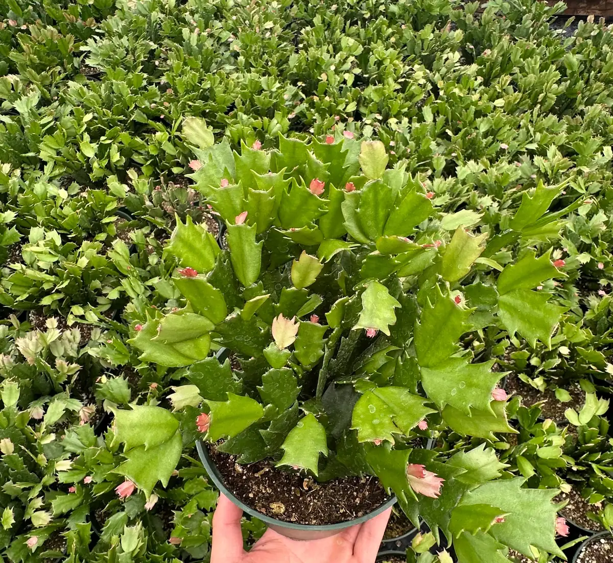 Christmas Cactus Live Plant - Flowering Houseplant - 2, 4, 6 inch Pot - Image 4