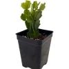 Christmas Cactus Live Plant - Zygocactus - 2.5 inch Pot - Indoor Houseplant - Image 1