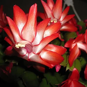Christmas Cactus Live Plant - Zygocactus - 2.5 inch Pot - Indoor Houseplant - Image 2