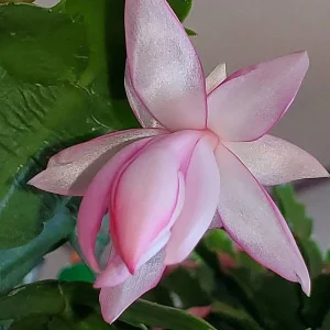 Christmas Cactus Live Plant - Zygocactus - 2.5 inch Pot - Indoor Houseplant - Image 5