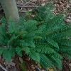 Christmas Fern (Polystichum Acrostichoides) Bare-root Plant - Shade Evergreen - Image 1