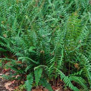 Christmas Fern (Polystichum Acrostichoides) Bare-root Plant - Shade Evergreen - Image 2