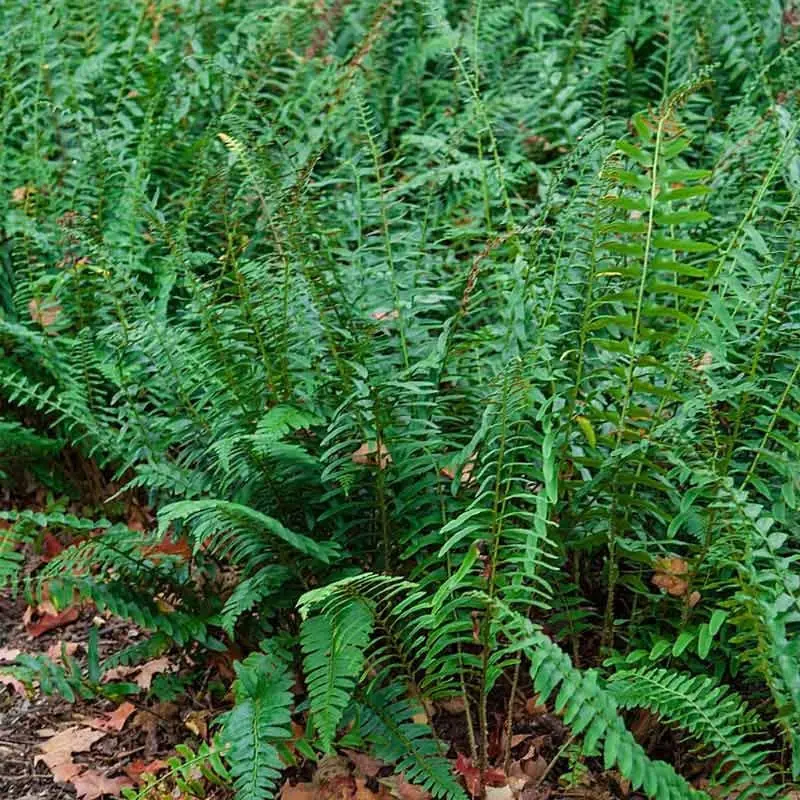 Christmas Fern (Polystichum Acrostichoides) Bare-root Plant - Shade Evergreen - Image 2