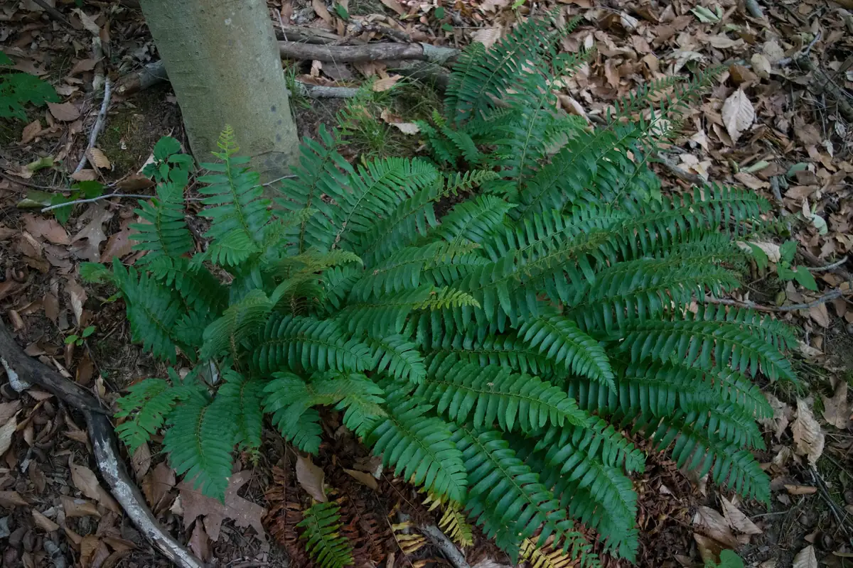 Christmas Fern (Polystichum Acrostichoides) Bare-root Plant - Shade Evergreen - Image 1