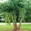 Christmas Palm Tree Live Plant - Adonidia merrillii, 3 Gallon Pot, Outdoor Tropical - Image 1