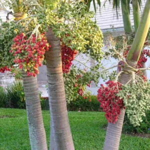 Christmas Palm Tree Live Plant - Adonidia merrillii, 3 Gallon Pot, Outdoor Tropical - Image 2