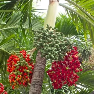 Christmas Palm Tree Live Plant - Adonidia merrillii, 3 Gallon Pot, Outdoor Tropical - Image 3