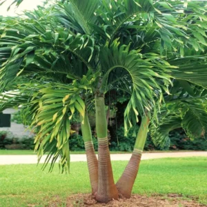 Christmas Palm Tree Live Plant - Adonidia merrillii, 3 Gallon Pot, Outdoor Tropical - Image 1