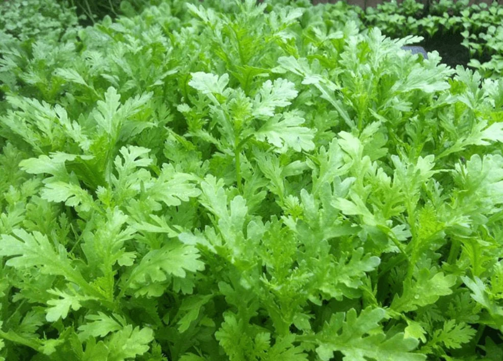 Chrysanthemum Shungiku Seeds - 1000+ Tong Ho Vegetable Seeds for Eating & Yellow Flowers - Image 3