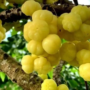 Chùm Ruột Tropical Gooseberry Live Plant - 1 Foot Tall in 6