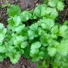 Cilantro Seeds - 100+ Non-GMO Fresh Herb Seeds for Indoor & Outdoor Gardens - Image 2