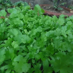 Cilantro Seeds - Leisure Coriander - 1168+ Seeds for Oriental & Mexican Cuisine - Image 2