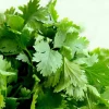 Cilantro Seeds - Leisure Coriander - 1168+ Seeds for Oriental & Mexican Cuisine - Image 1