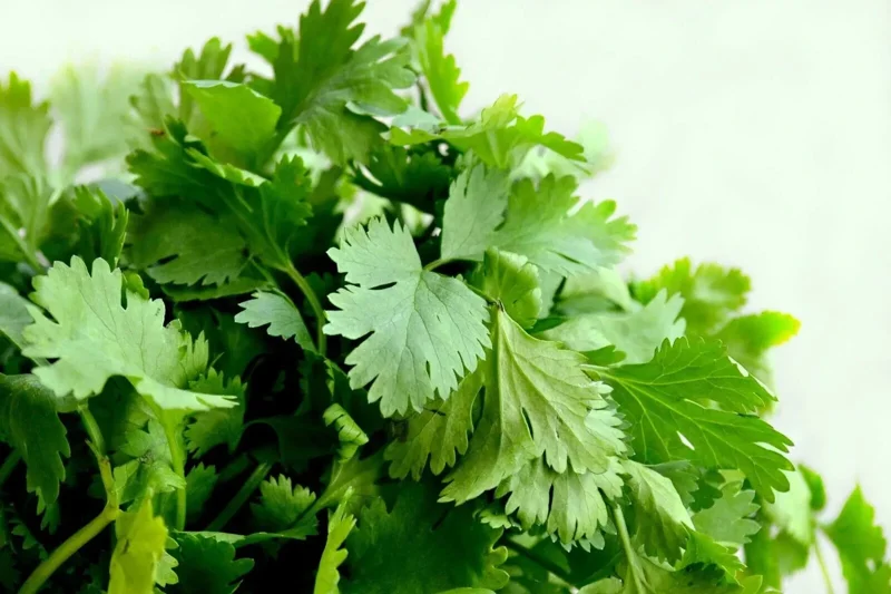 Cilantro Seeds - Leisure Coriander - 1168+ Seeds for Oriental & Mexican Cuisine - Image 1