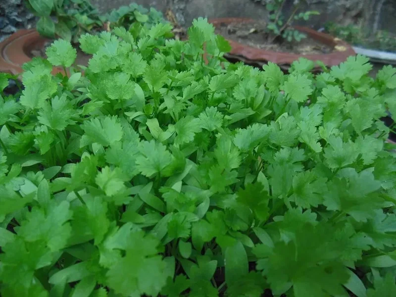 Cilantro Seeds - Leisure Coriander for Oriental & Mexican Cuisine - 250+ Seeds - Image 2