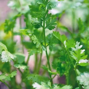 Cilantro Seeds - Leisure Coriander for Oriental & Mexican Cuisine, 100+ Seeds - Image 3