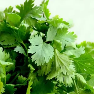 Cilantro Seeds - Leisure Coriander for Oriental & Mexican Cuisine - 250+ Seeds - Image 1