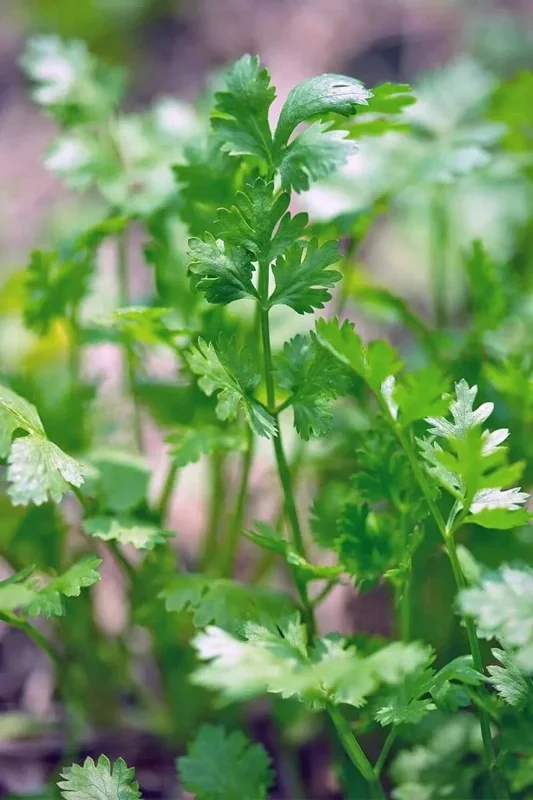 Cilantro Seeds - Leisure Coriander Seeds - 50+ Seeds for Oriental & Mexican Cuisine - Image 3