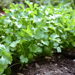 Cilantro Seeds - Non-GMO Fresh Herb Garden Seeds - Outdoor Planting - Image 1