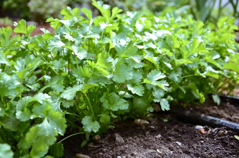 Cilantro Seeds - Non-GMO Fresh Herb Garden Seeds - Outdoor Planting - Image 4