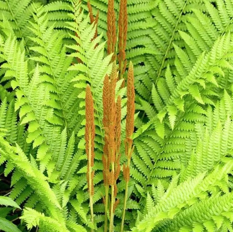Cinnamon Fern Rhizomes - 5 Pack, Native Shade Fern, Easy to Grow, USDA Zones 3-9 - Image 2