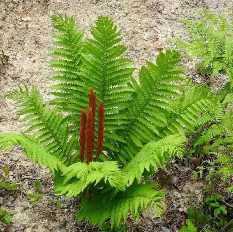 Cinnamon Fern Rhizomes - 5 Pack, Native Shade Fern, Easy to Grow, USDA Zones 3-9 - Image 5