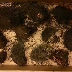 Cinnamon Fern Rhizomes - 5 Pack, Native Shade Fern, Easy to Grow, USDA Zones 3-9 - Image 7