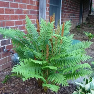 Cinnamon Fern Rhizomes - 5 Pack, Native Shade Fern, Easy to Grow, USDA Zones 3-9 - Image 1
