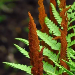 Cinnamon Fern Rhizomes - 5 Pack, Native Shade Fern, Easy to Grow, USDA Zones 3-9 - Image 8