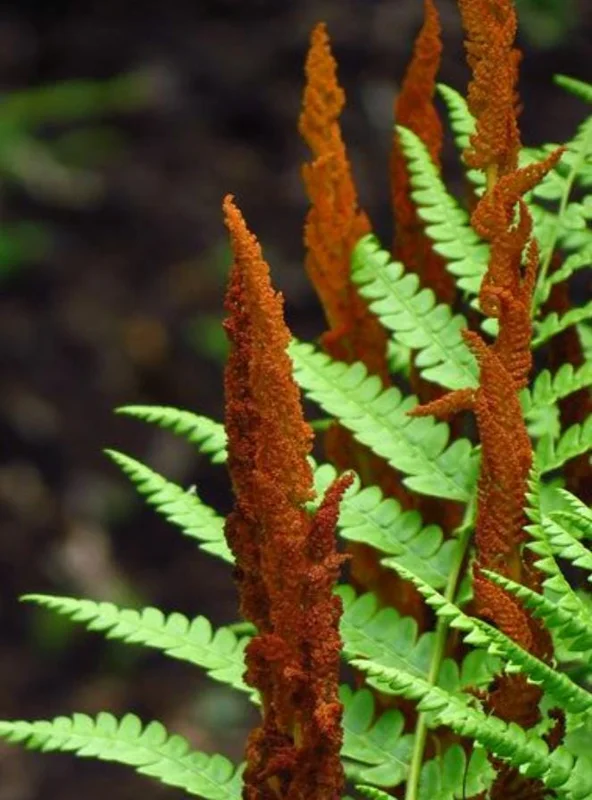 Cinnamon Fern Rhizomes - 5 Pack, Native Shade Fern, Easy to Grow, USDA Zones 3-9 - Image 8