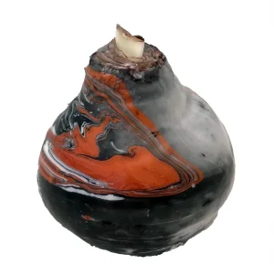 Cinnamon Swirl Waxed Amaryllis Bulb – Easy-Care Holiday Bloomers - Image 4