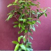 Cinnamon Tree Live Plant - Ceylon Cinnamon (Cinnamomum verum) - 10 inch Pot - Image 1