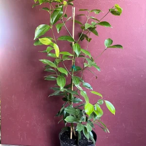 Cinnamon Tree Live Plant - Ceylon Cinnamon (Cinnamomum verum) - 10 inch Pot - Image 2