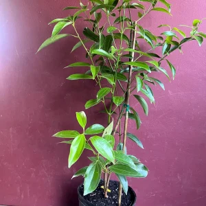 Cinnamon Tree Live Plant - Ceylon Cinnamon (Cinnamomum verum) - 10 inch Pot - Image 3