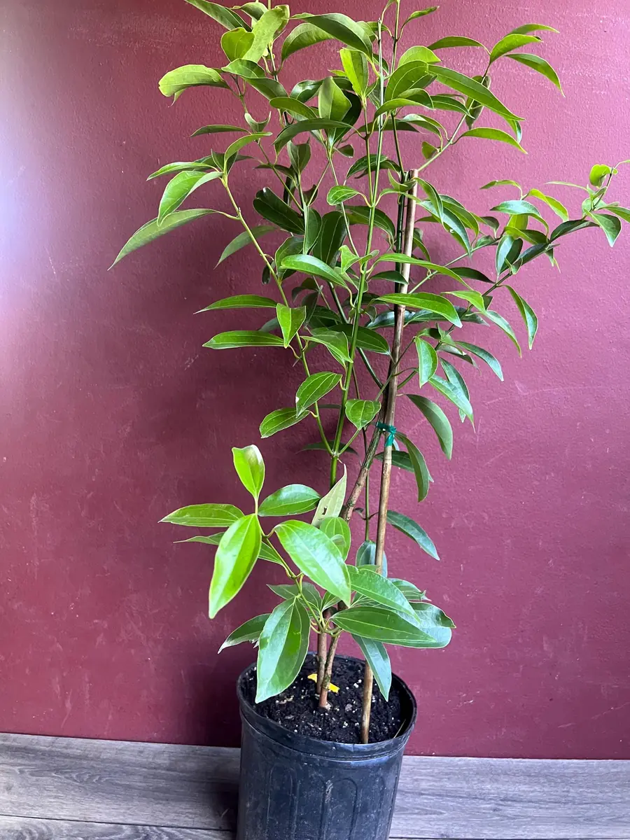 Cinnamon Tree Live Plant - Ceylon Cinnamon (Cinnamomum verum) - 10 inch Pot - Image 3
