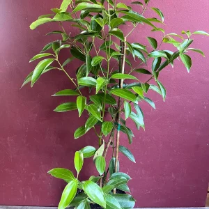 Cinnamon Tree Live Plant - Ceylon Cinnamon (Cinnamomum verum) - 10 inch Pot - Image 1